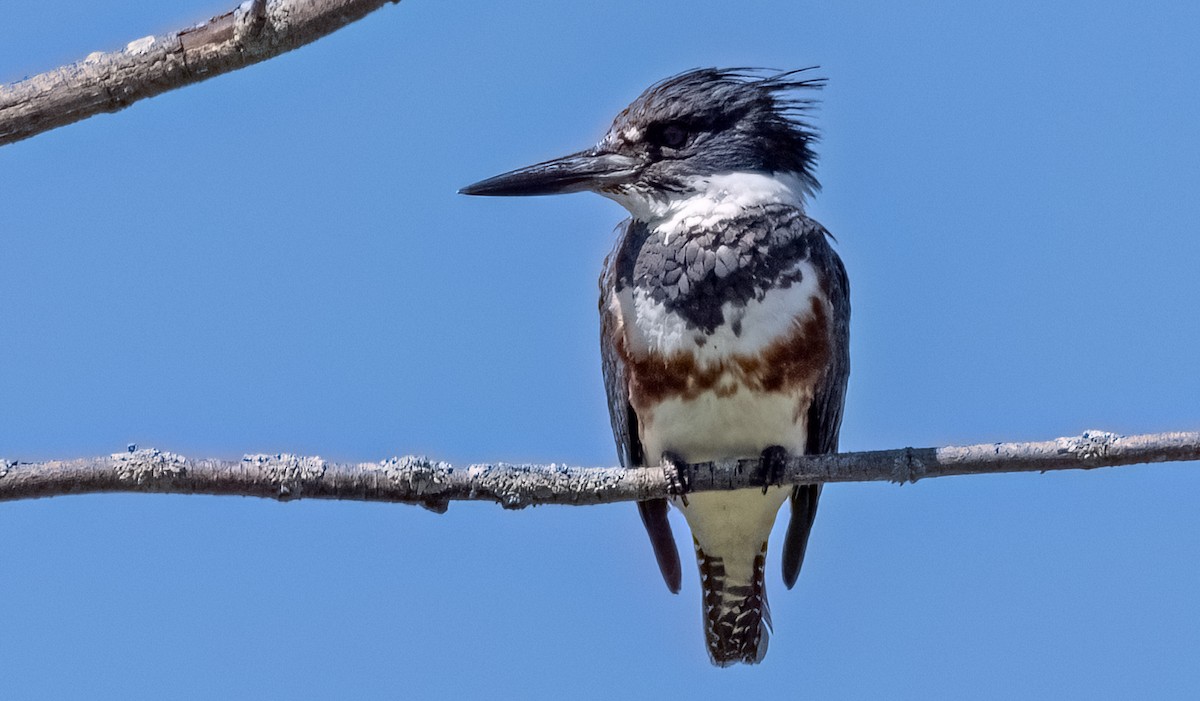 Belted Kingfisher - ML621062326