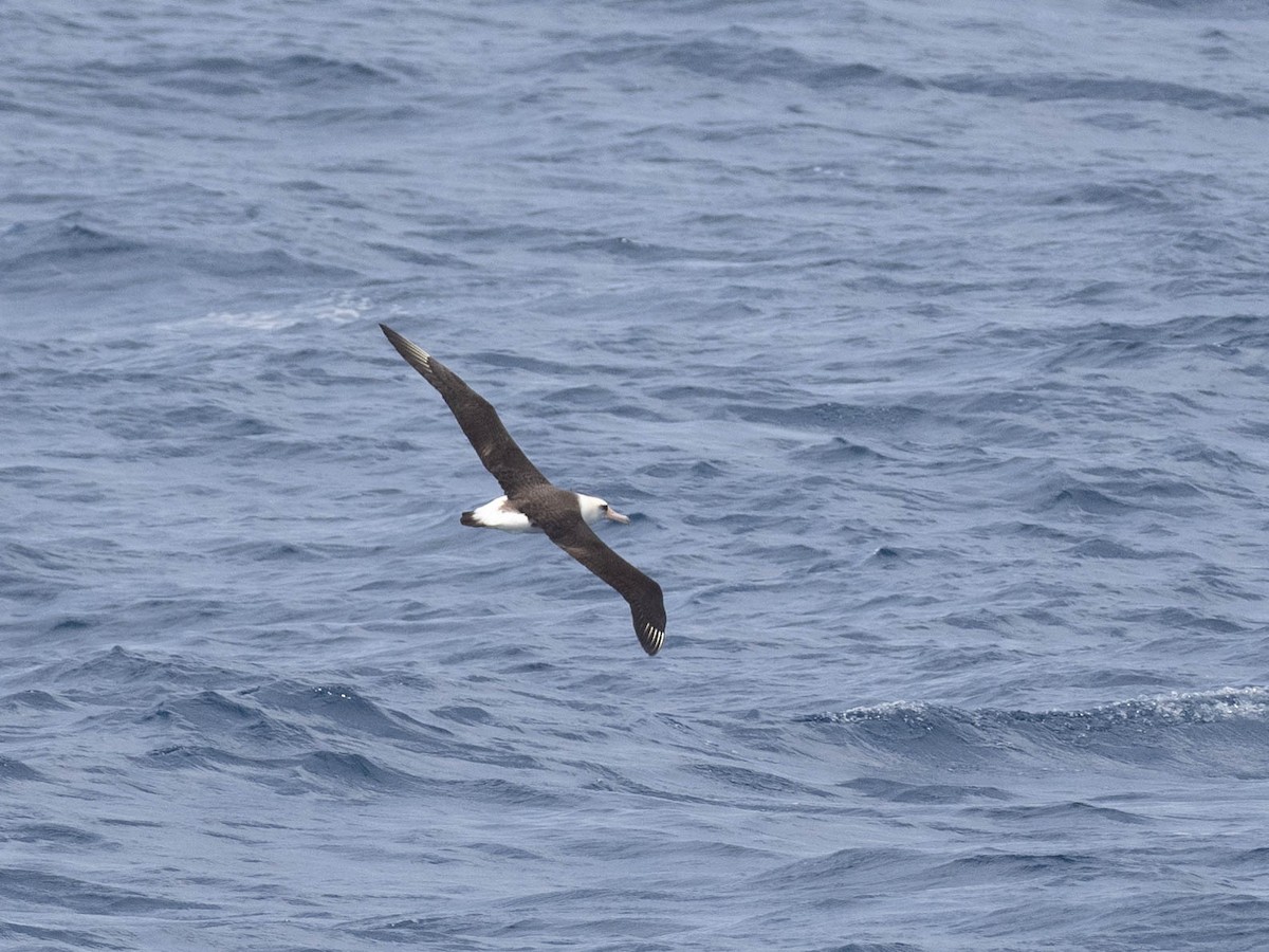 Laysan Albatross - ML621062429