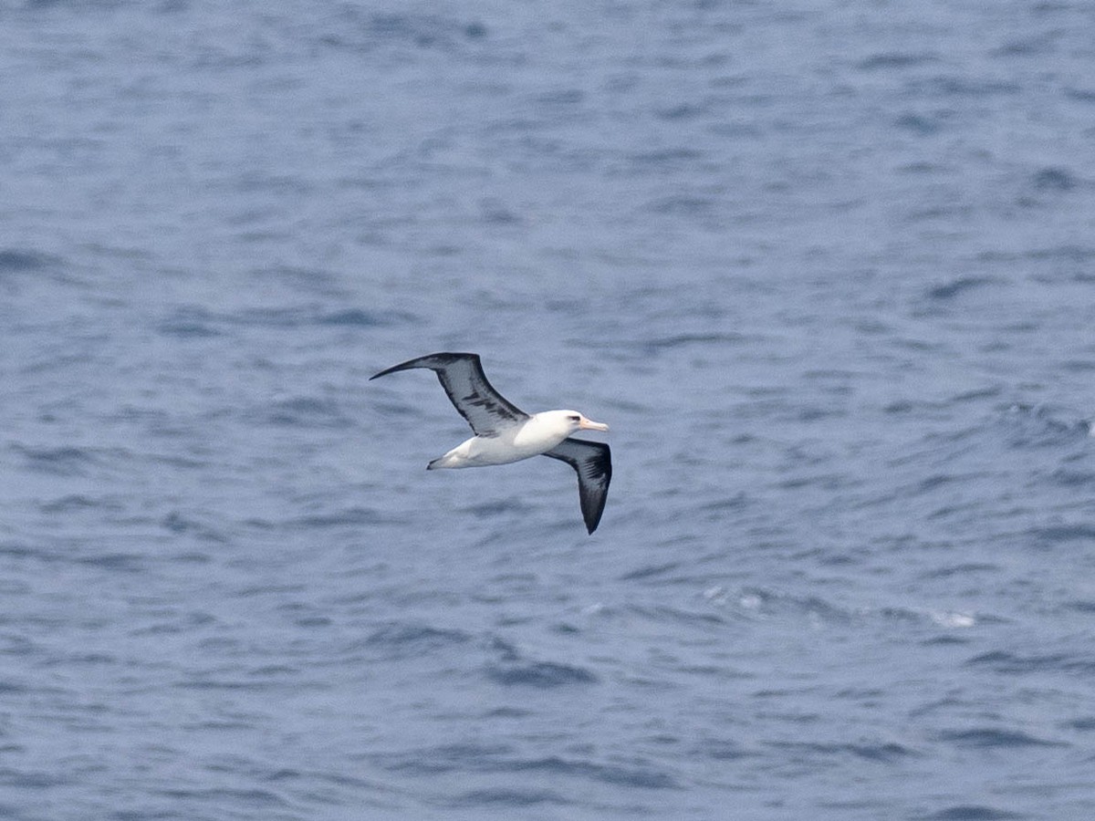 Laysan Albatross - ML621062439