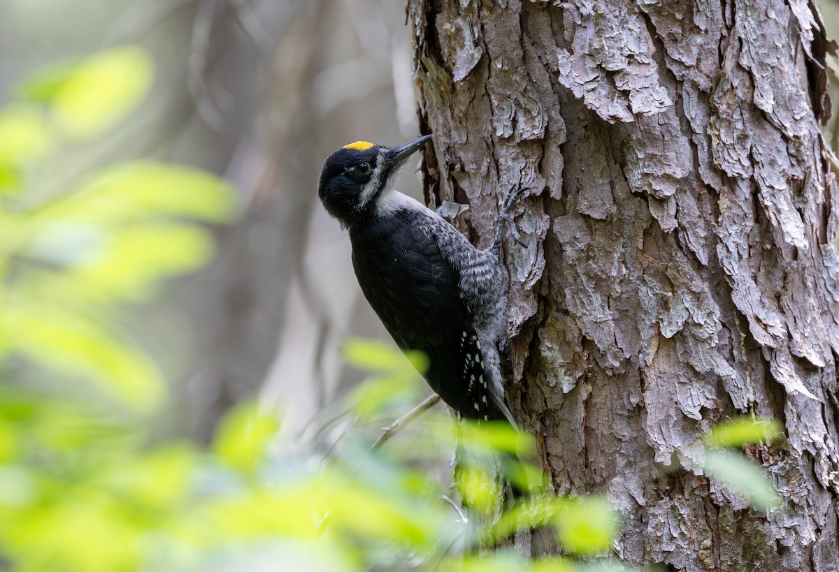 Black-backed Woodpecker - ML621062479