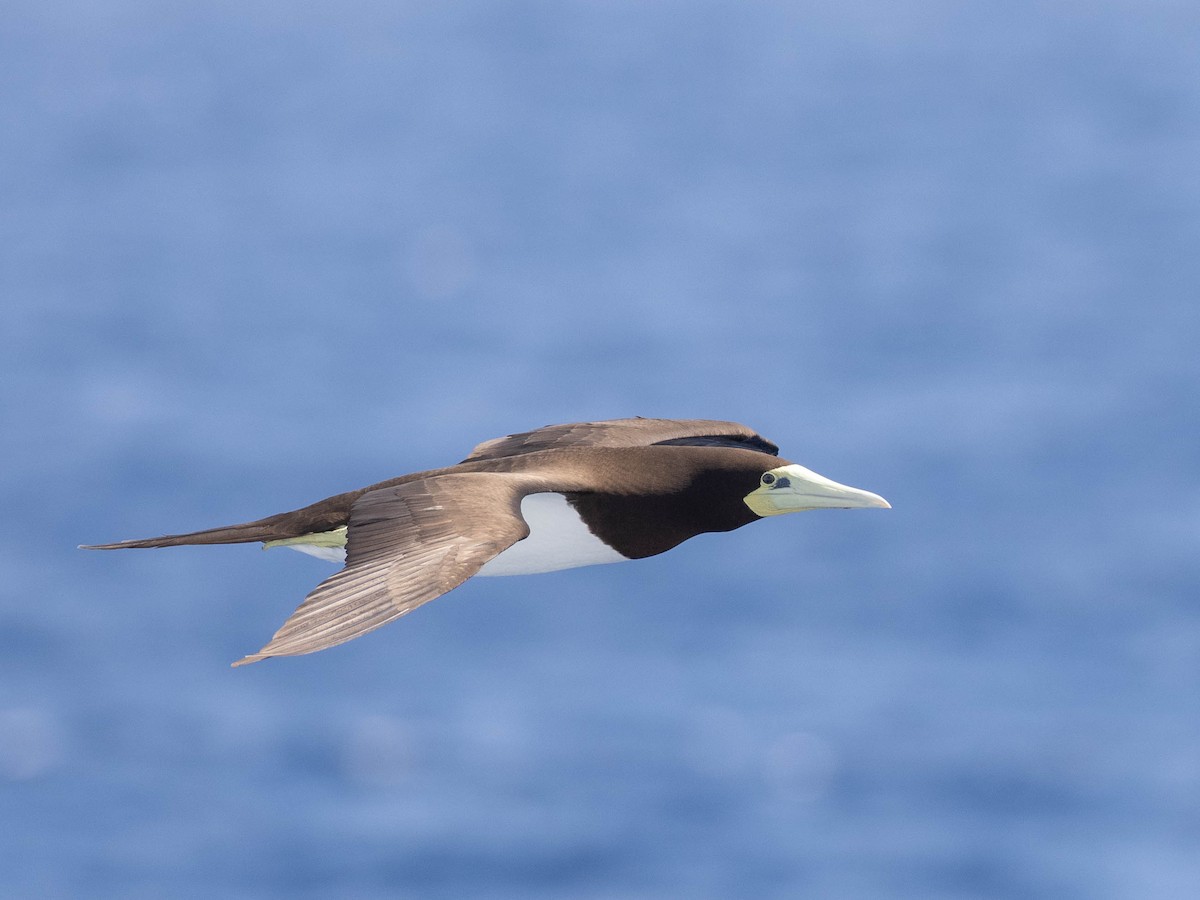Brown Booby - ML621062518