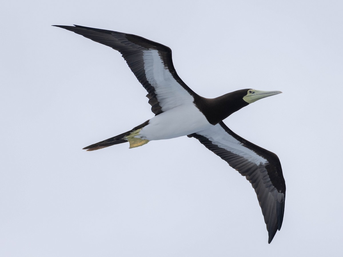 Brown Booby - ML621062520