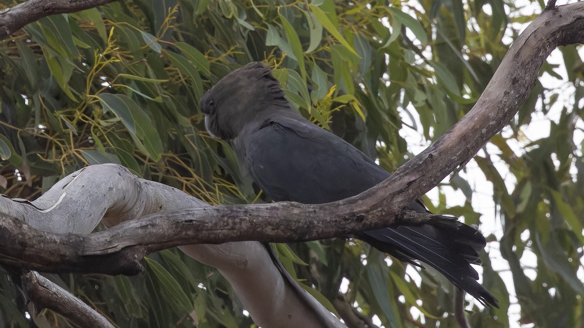 kakadu hnědohlavý - ML621062527