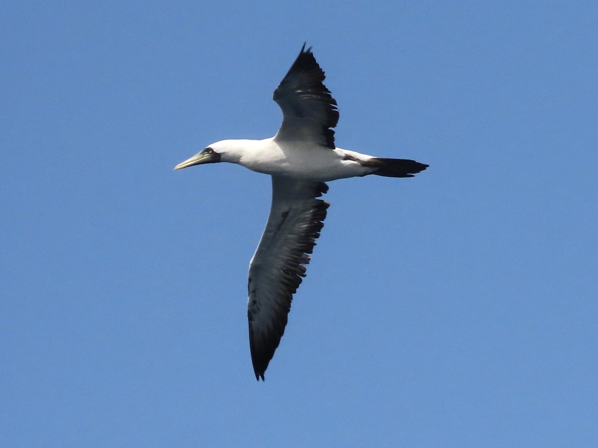 Masked Booby - ML621062534