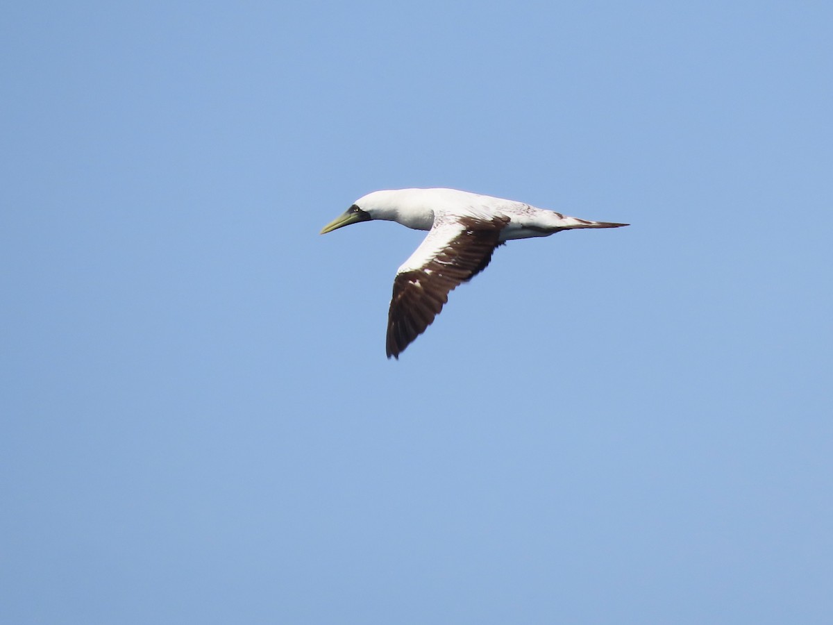 Masked Booby - ML621062535