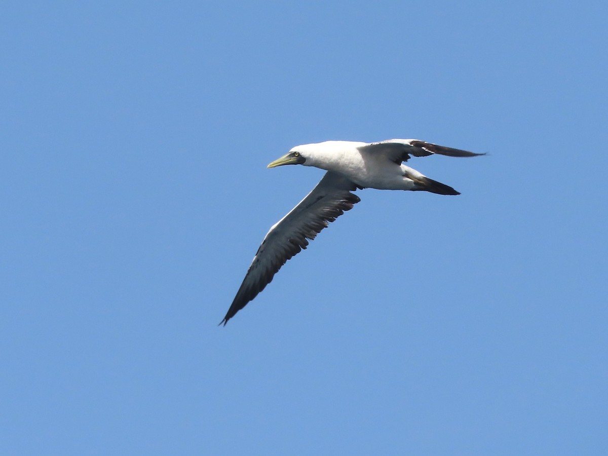 Masked Booby - ML621062536