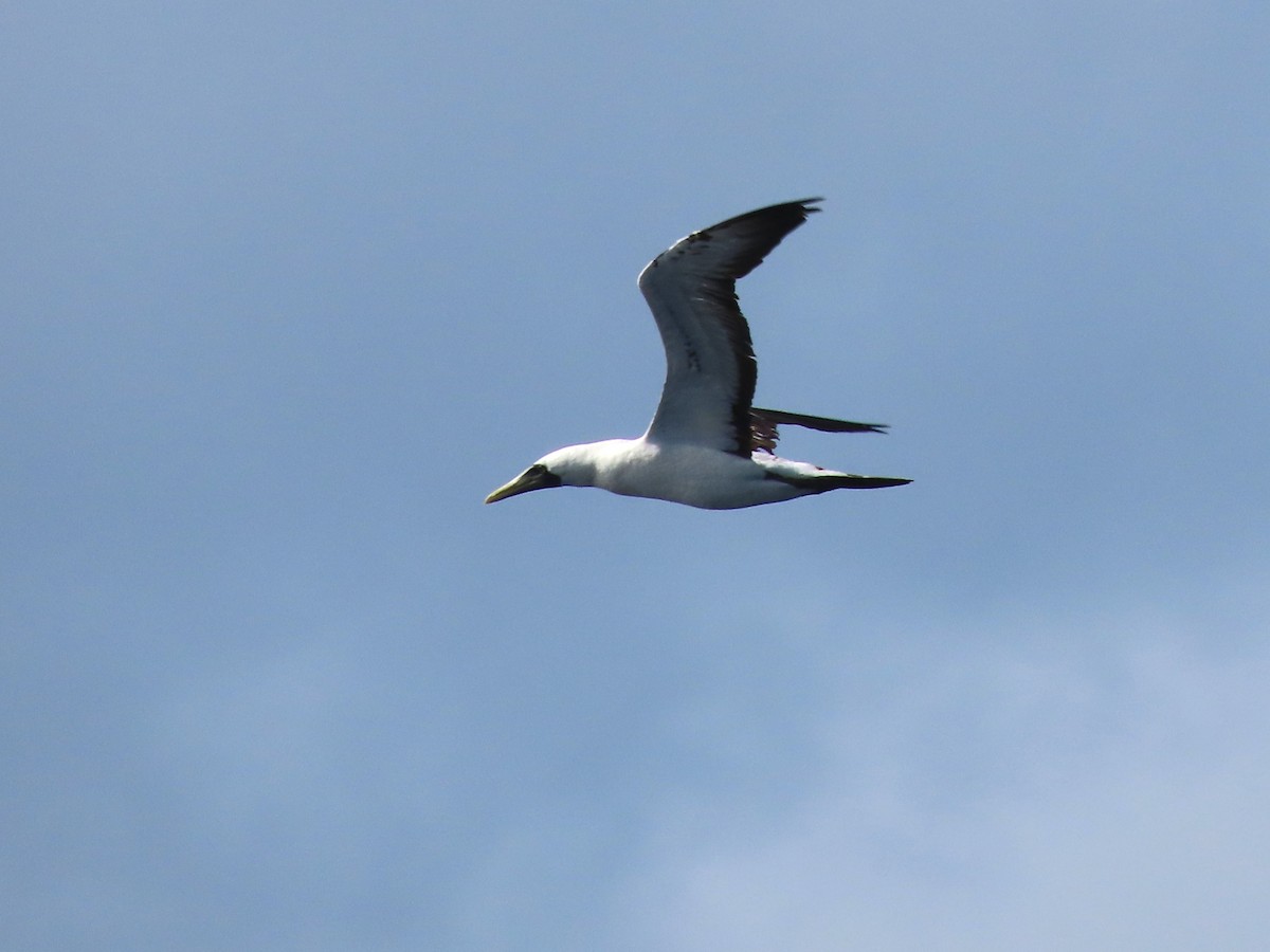 Masked Booby - ML621062537