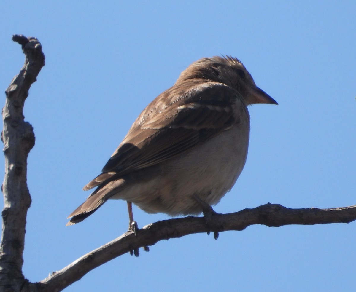 Yellow-throated Bush Sparrow - ML621062560