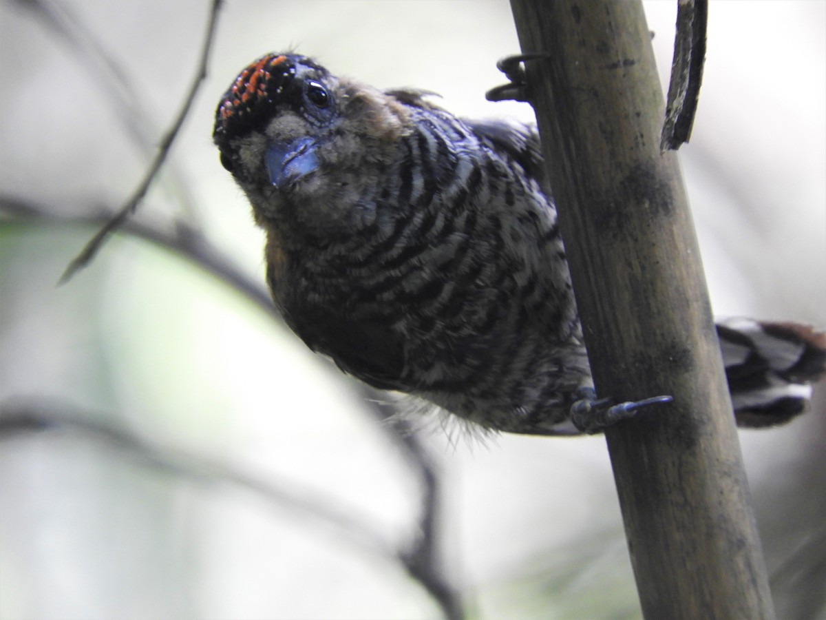 Ochre-collared Piculet - ML621062572