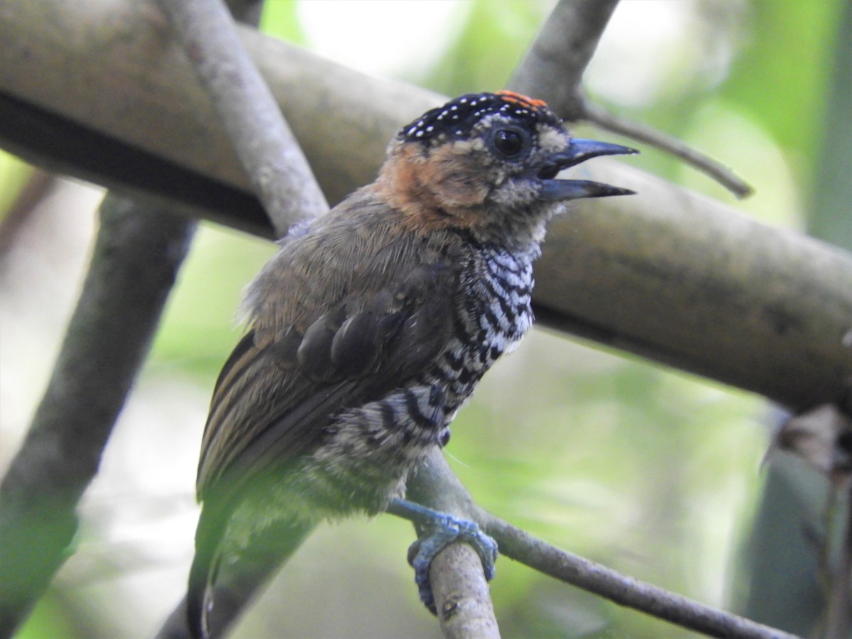 Ochre-collared Piculet - ML621062576