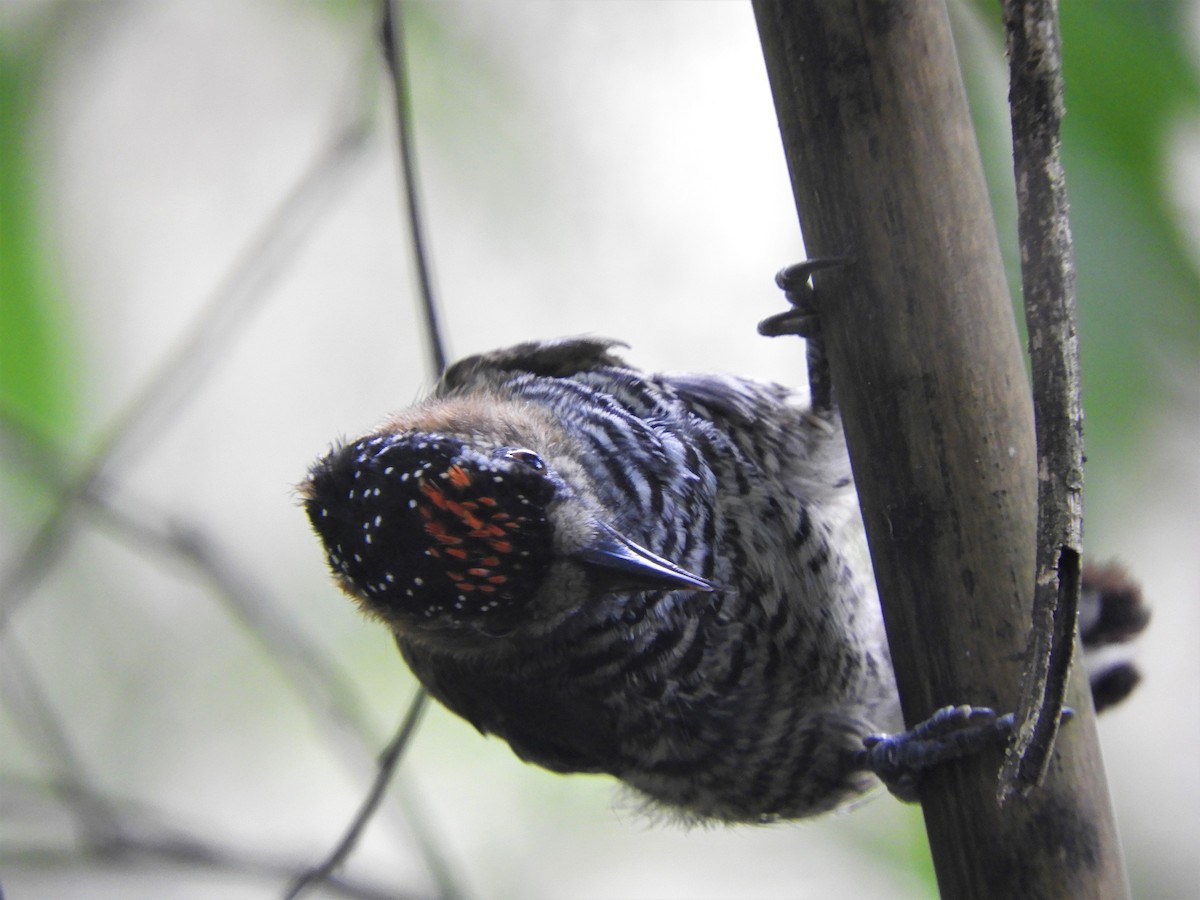 Ochre-collared Piculet - ML621062578