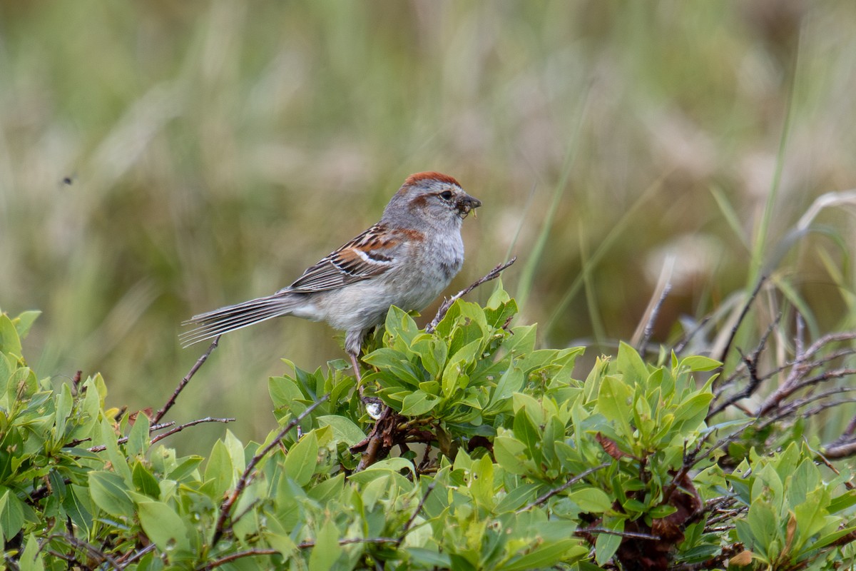 American Tree Sparrow - ML621062647
