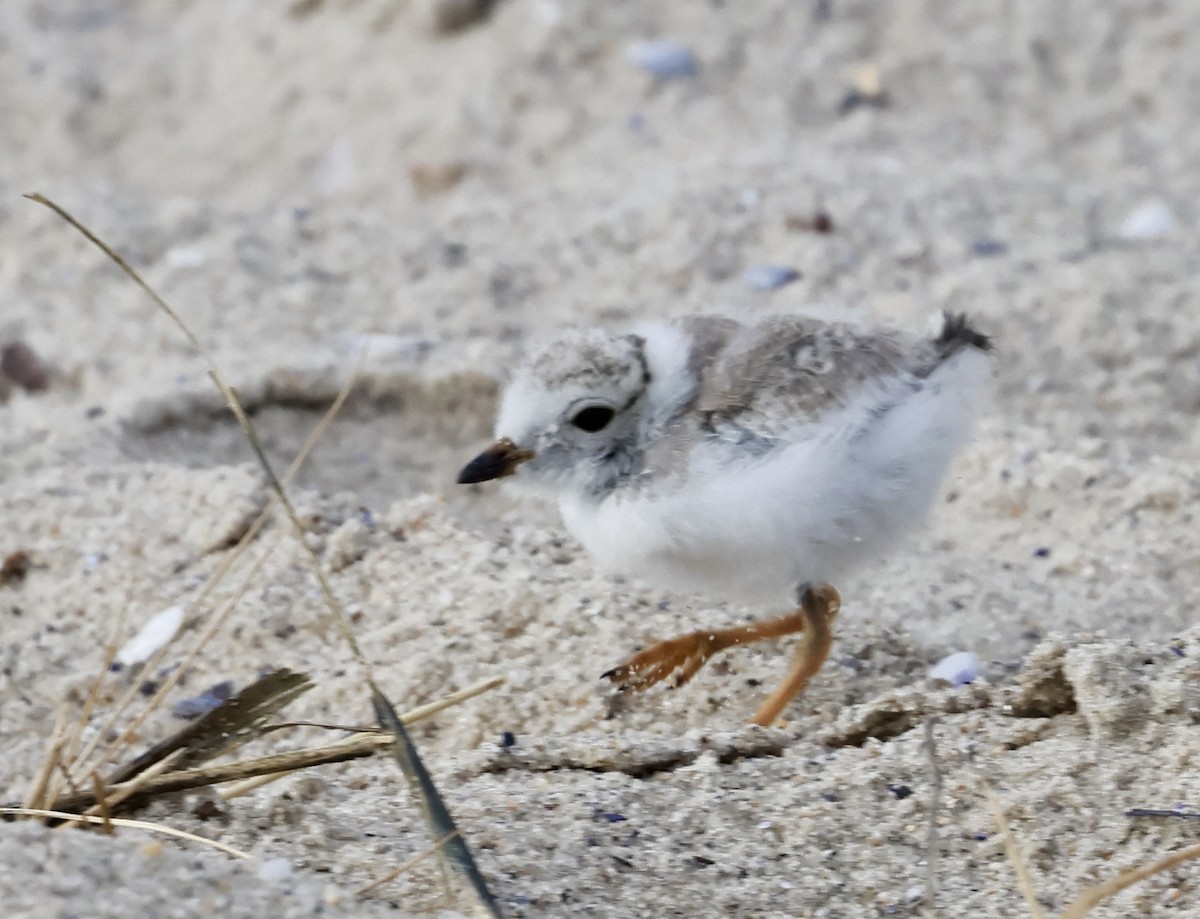 Piping Plover - ML621062659