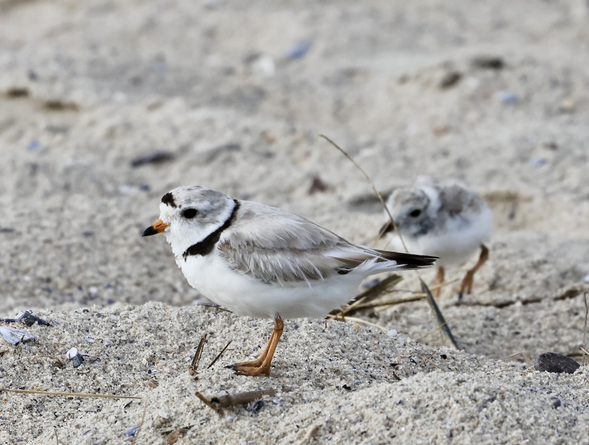 Piping Plover - ML621062666