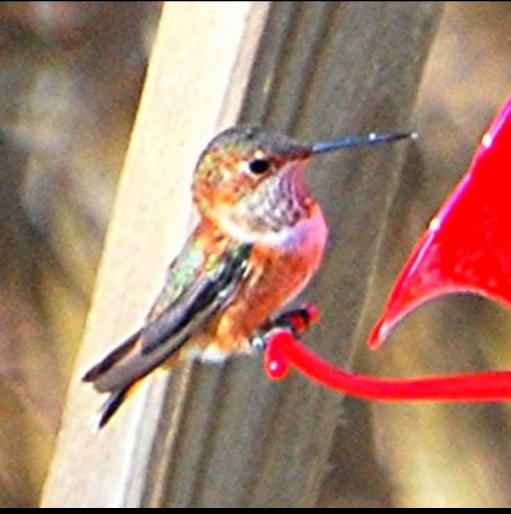 Rufous Hummingbird - ML621062668