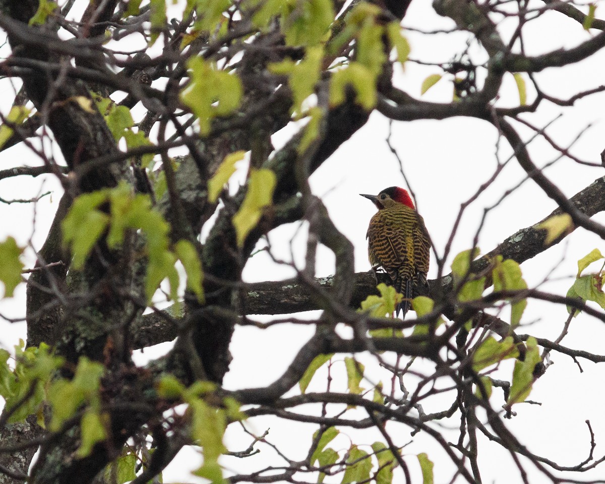 Green-barred Woodpecker - ML621062675