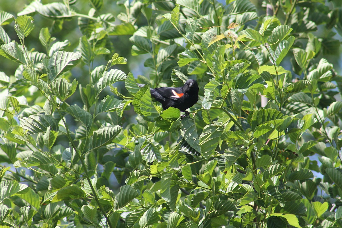 Red-winged Blackbird - ML621062686