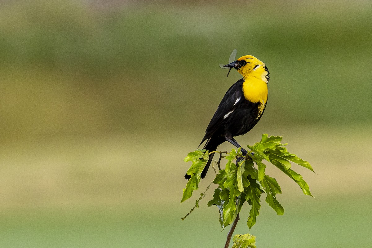 Yellow-headed Blackbird - ML621062701