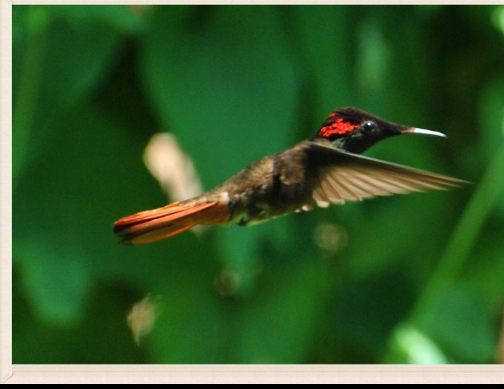 kolibřík červenohlavý - ML621062707
