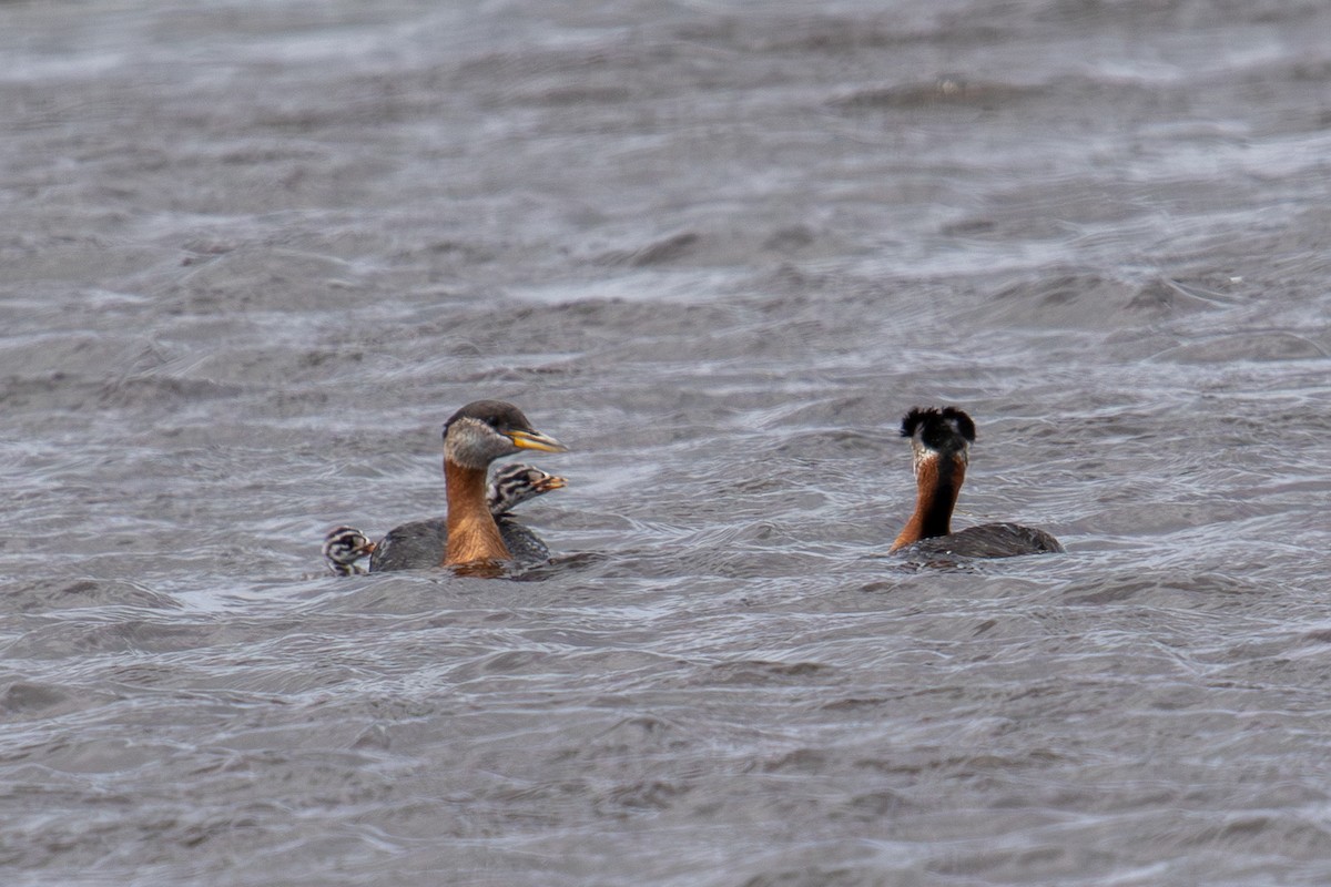 Red-necked Grebe - ML621062708