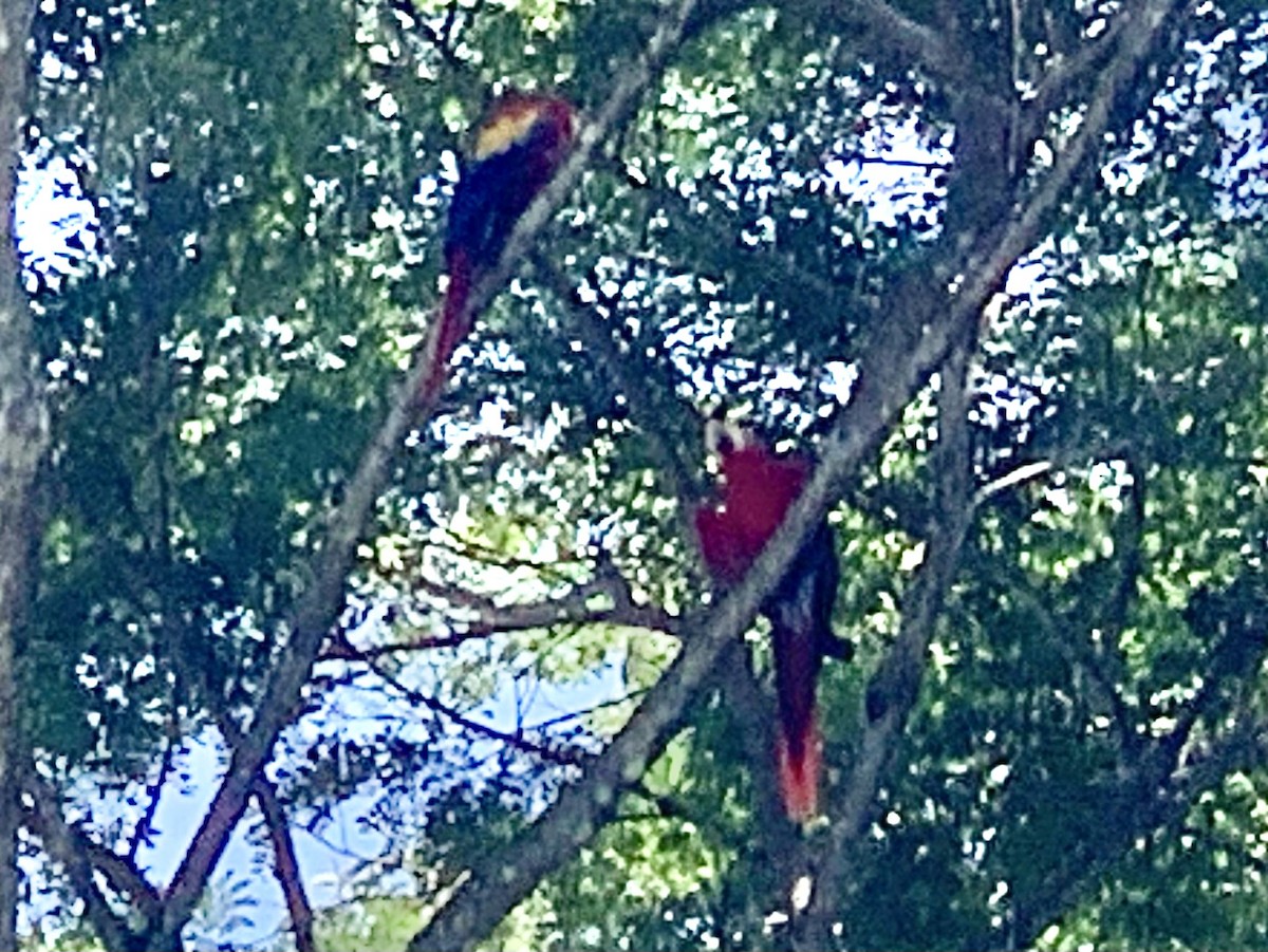 Scarlet Macaw - ML621062719