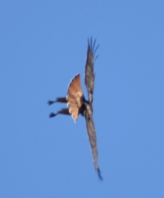 Red-tailed Hawk - ML621062722
