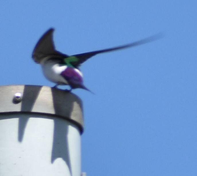 Violet-green Swallow - ML621062746