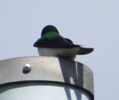 Violet-green Swallow - ML621062747