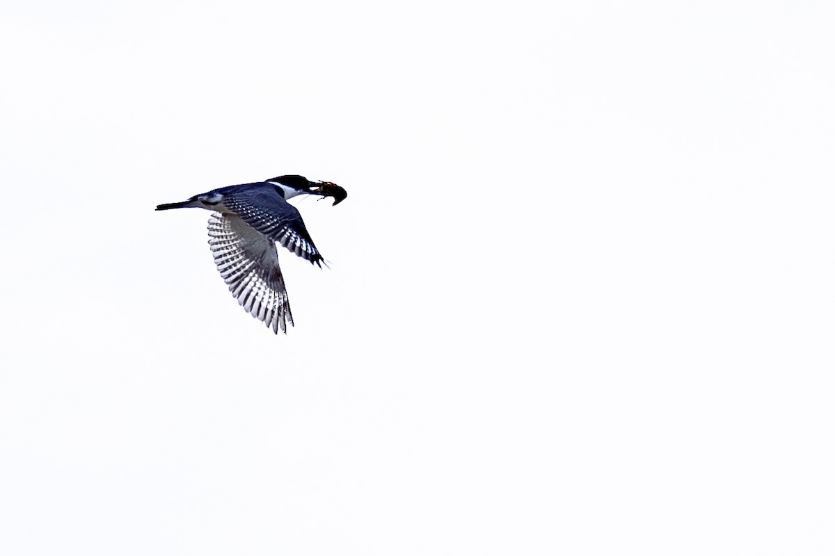 Belted Kingfisher - ML621062758