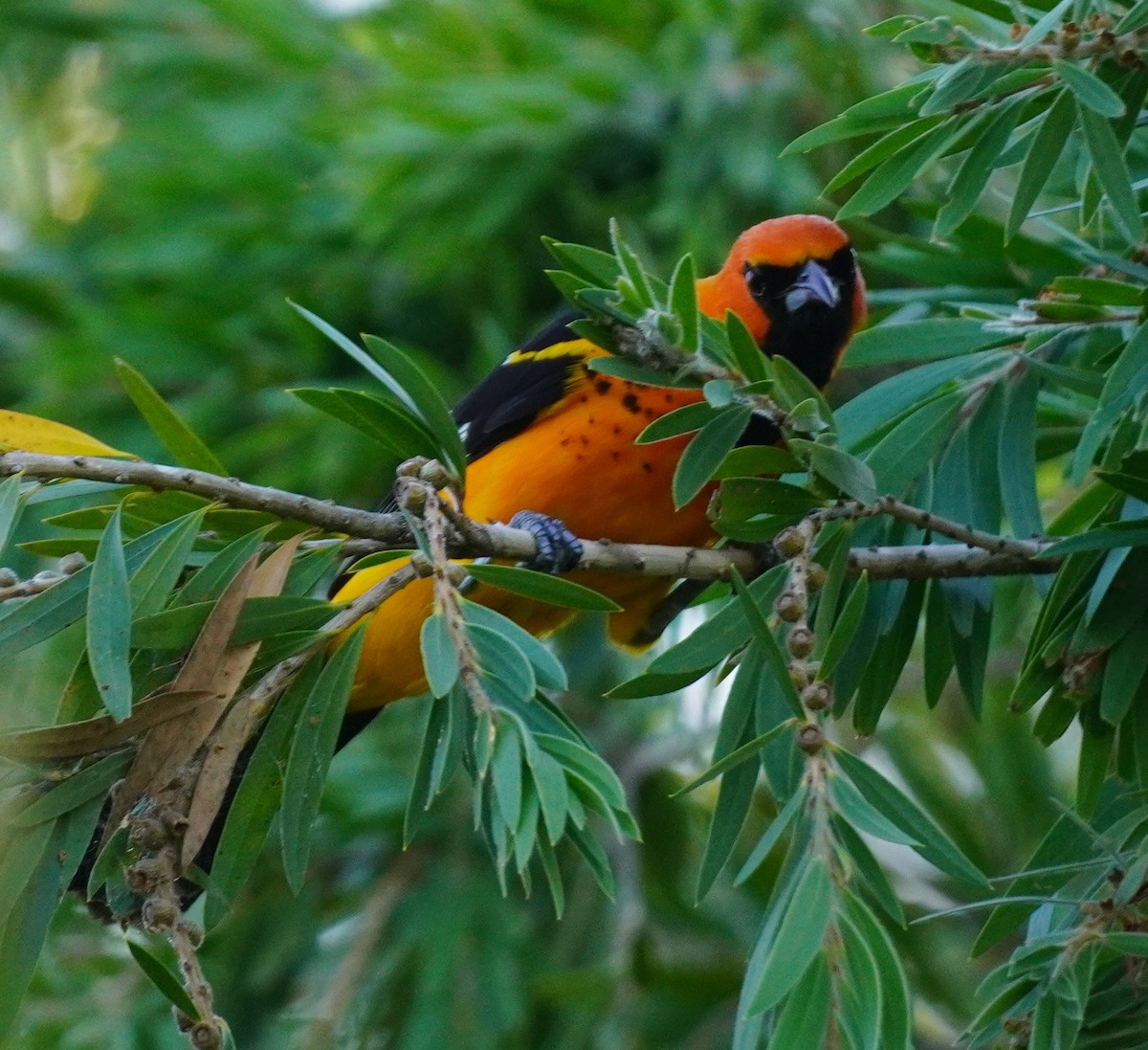 Spot-breasted Oriole - ML621062788