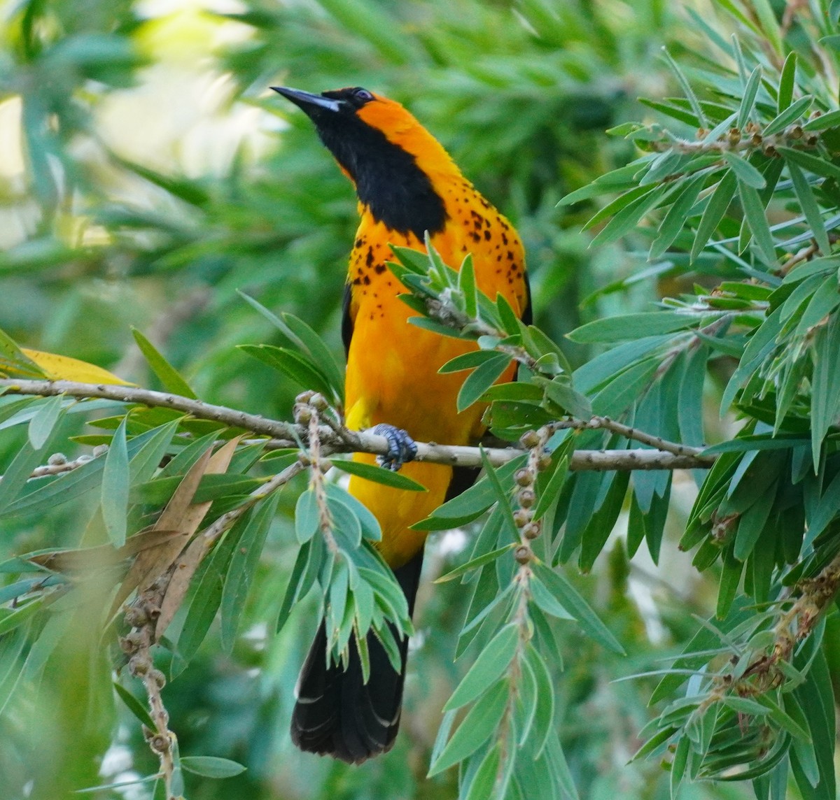 Spot-breasted Oriole - ML621062789
