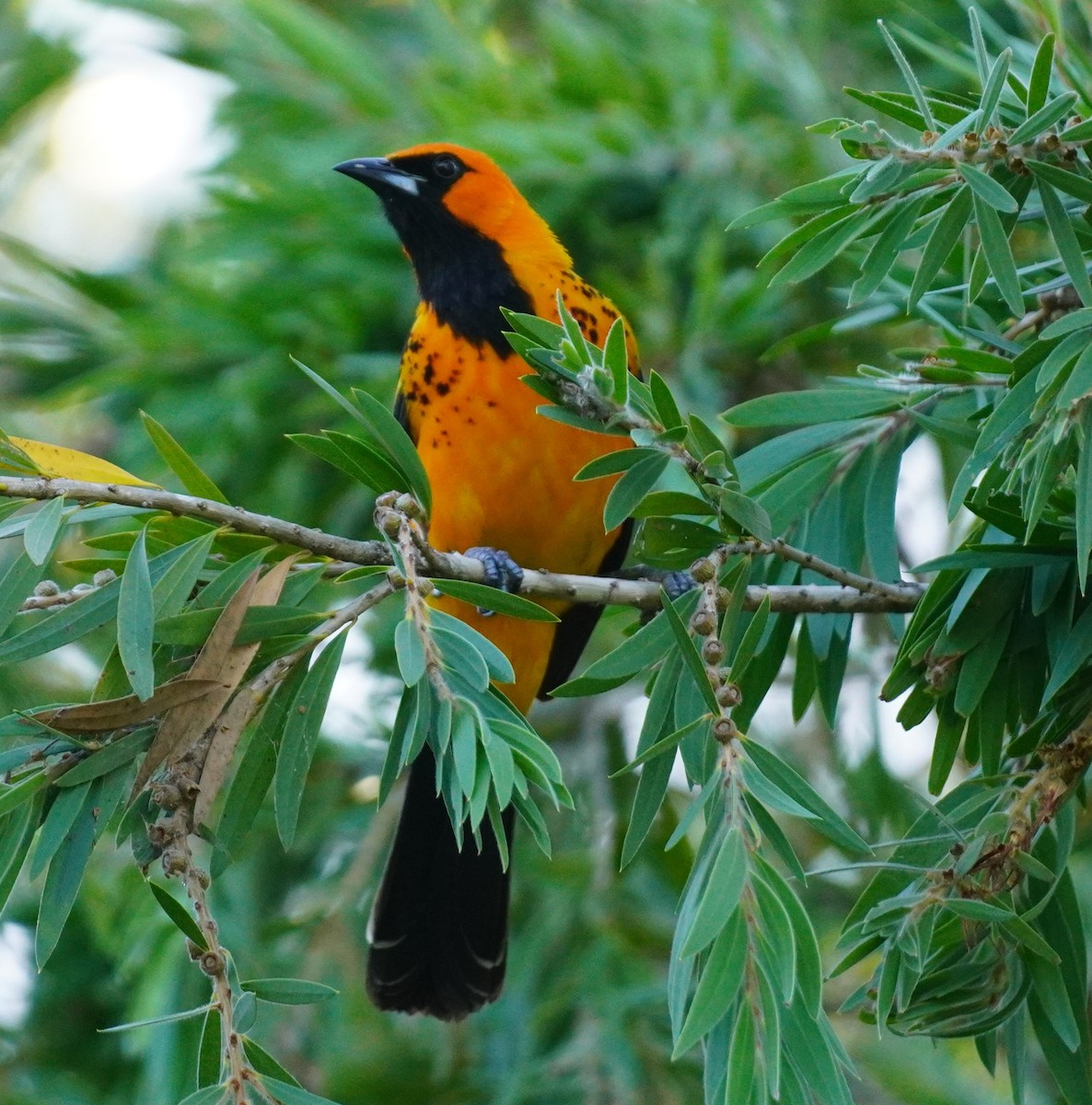 Spot-breasted Oriole - ML621062790