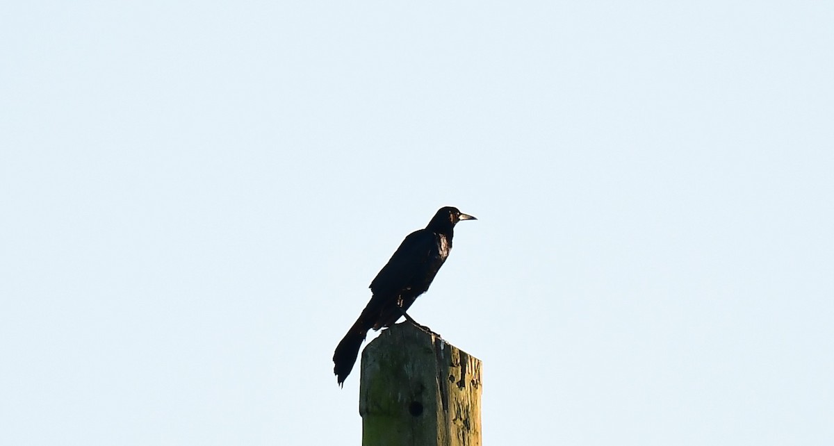 Boat-tailed Grackle - ML621062810