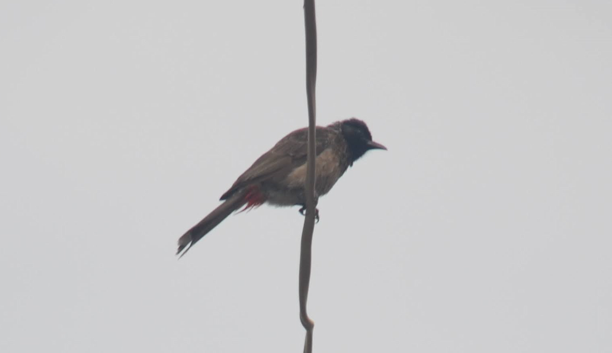 Red-vented Bulbul - ML621062818