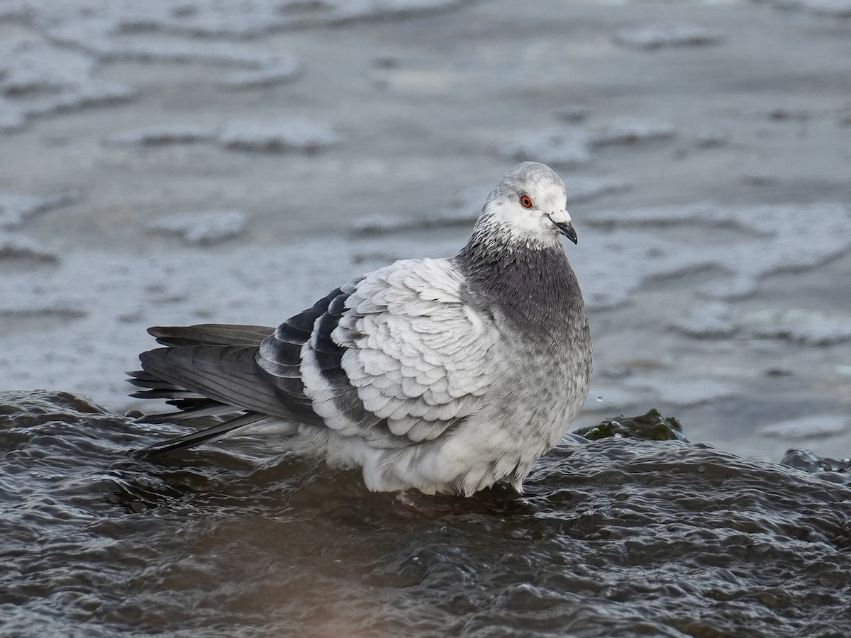 Rock Pigeon (Feral Pigeon) - ML621062822