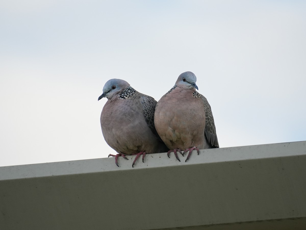 Spotted Dove - ML621062827