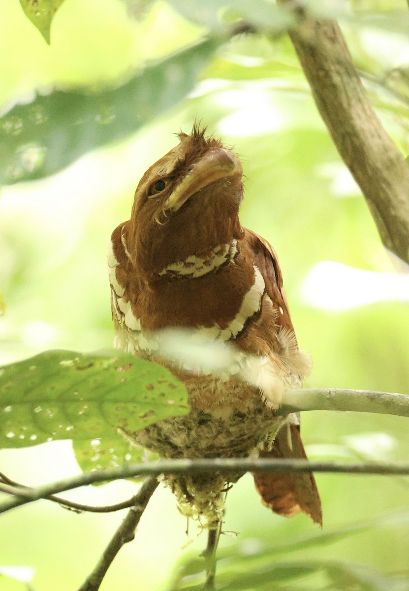 Philippine Frogmouth - ML621062916