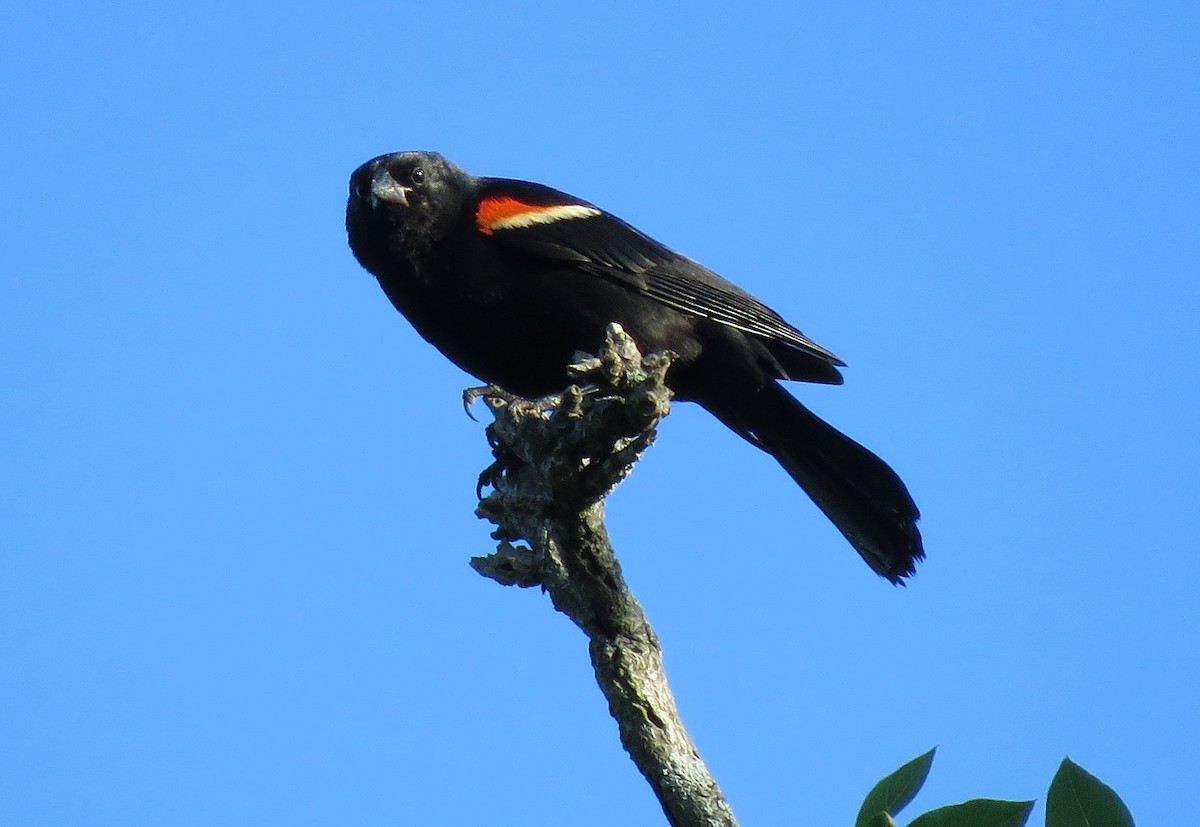 Red-winged Blackbird - ML621062972