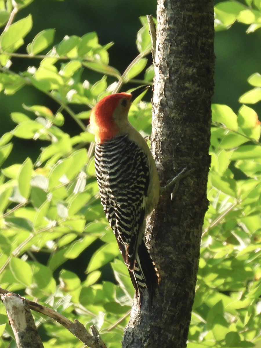 Red-bellied Woodpecker - ML621062976