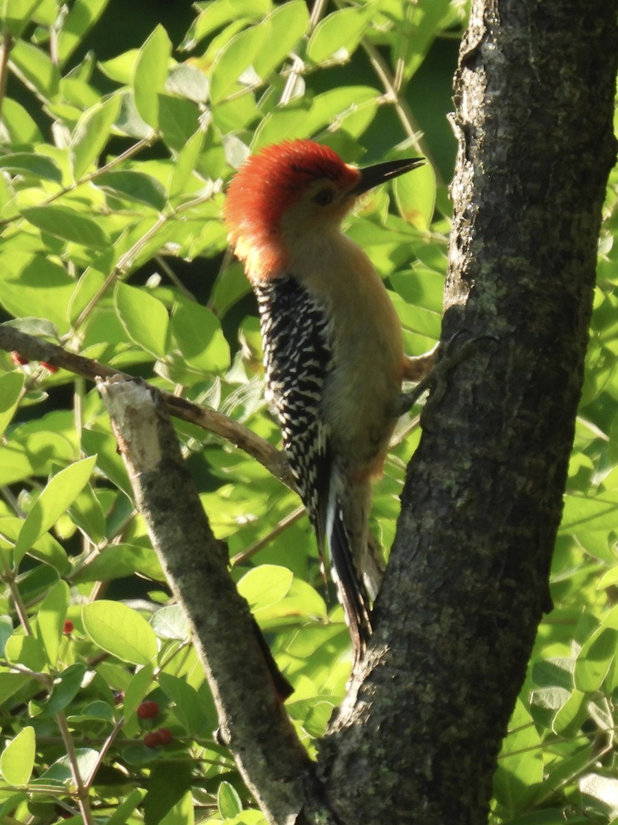 Red-bellied Woodpecker - ML621062977