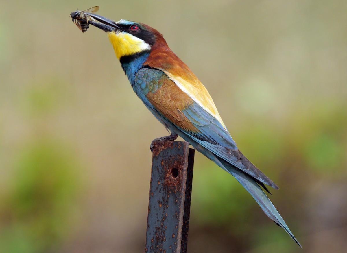 European Bee-eater - ML621062979