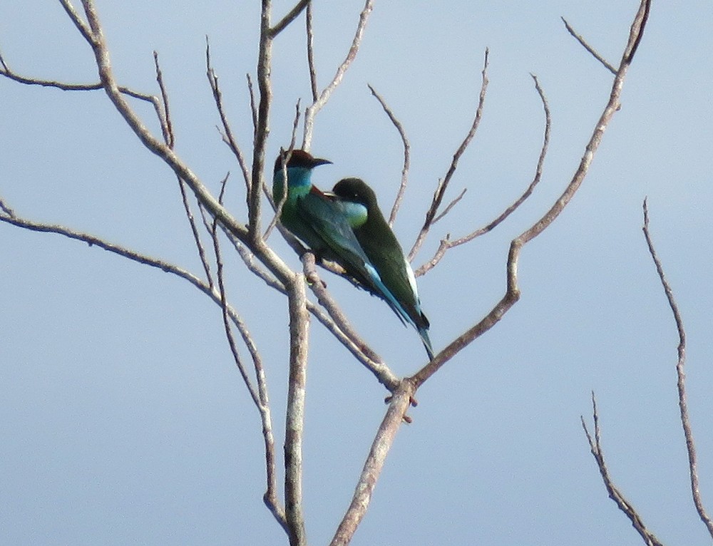 Blue-throated Bee-eater - ML621062980