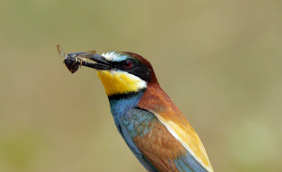 European Bee-eater - ML621062981