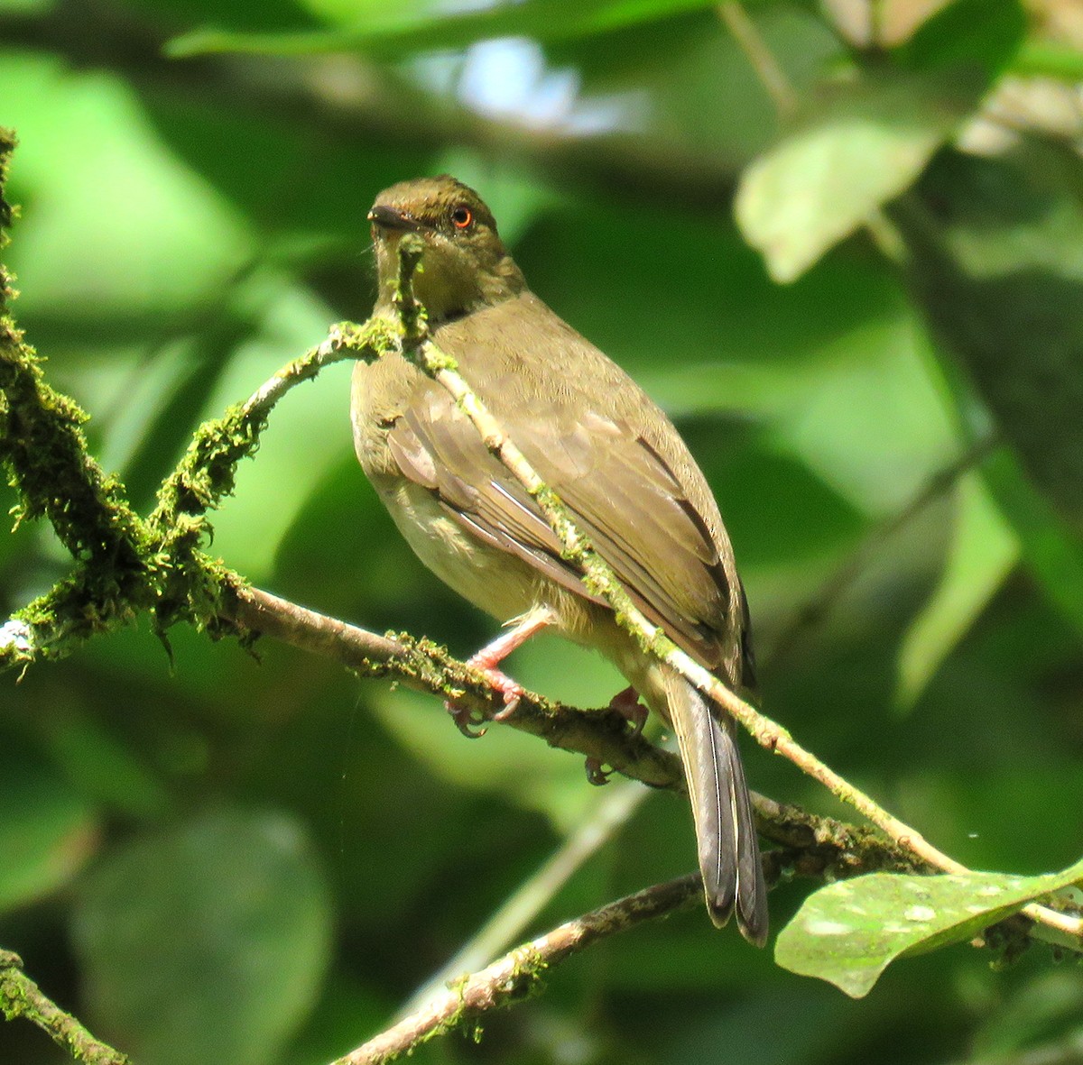 Red-eyed Bulbul - Rohan Chakravarty