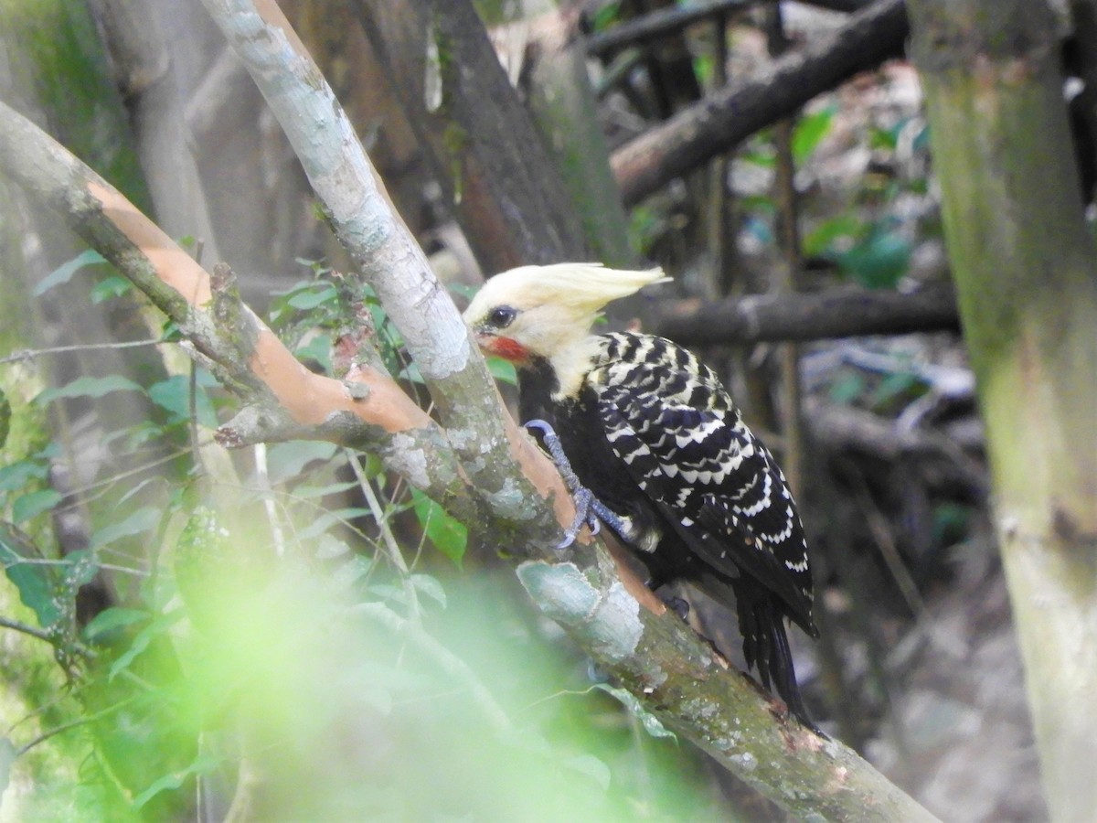 Blond-crested Woodpecker - ML621063097