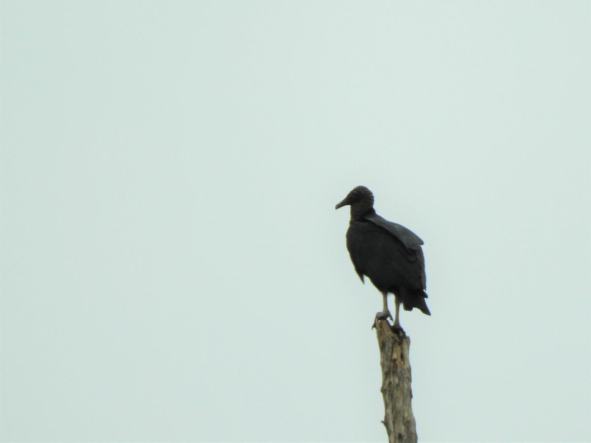 Black Vulture - ML621063101