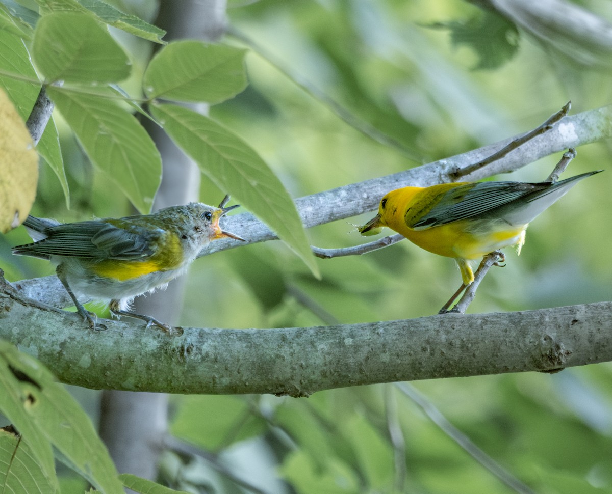 Prothonotary Warbler - ML621063131