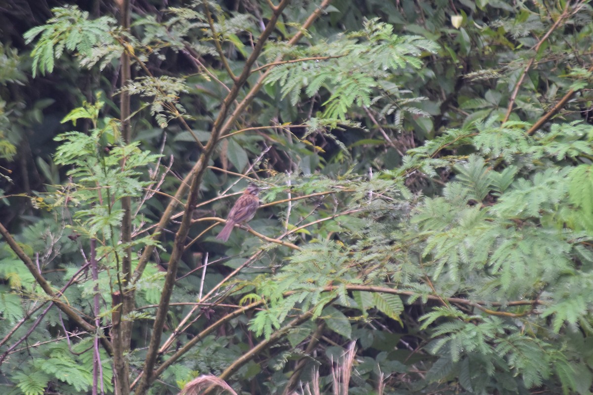 Rufous-collared Sparrow - ML621063162