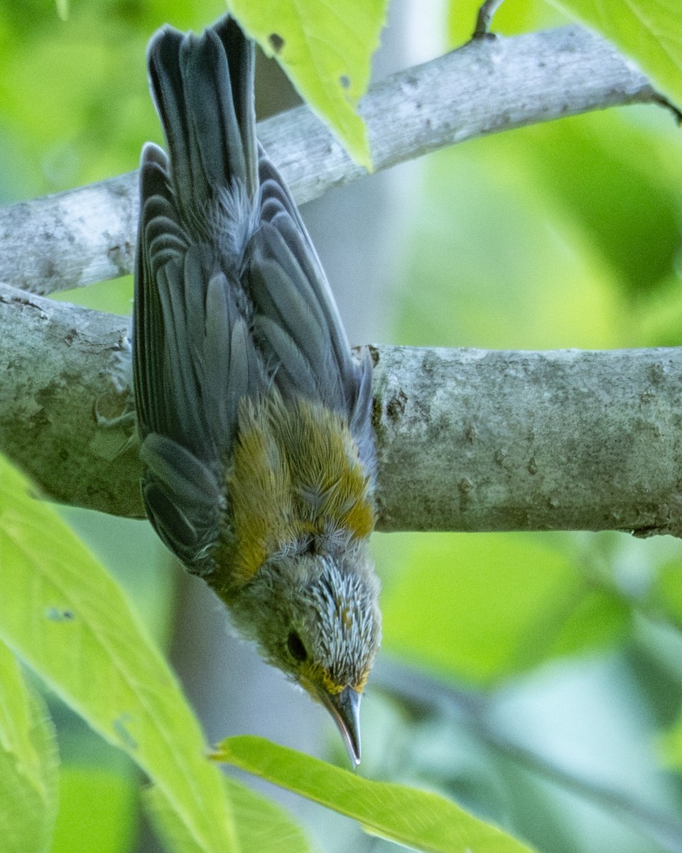 Prothonotary Warbler - ML621063165