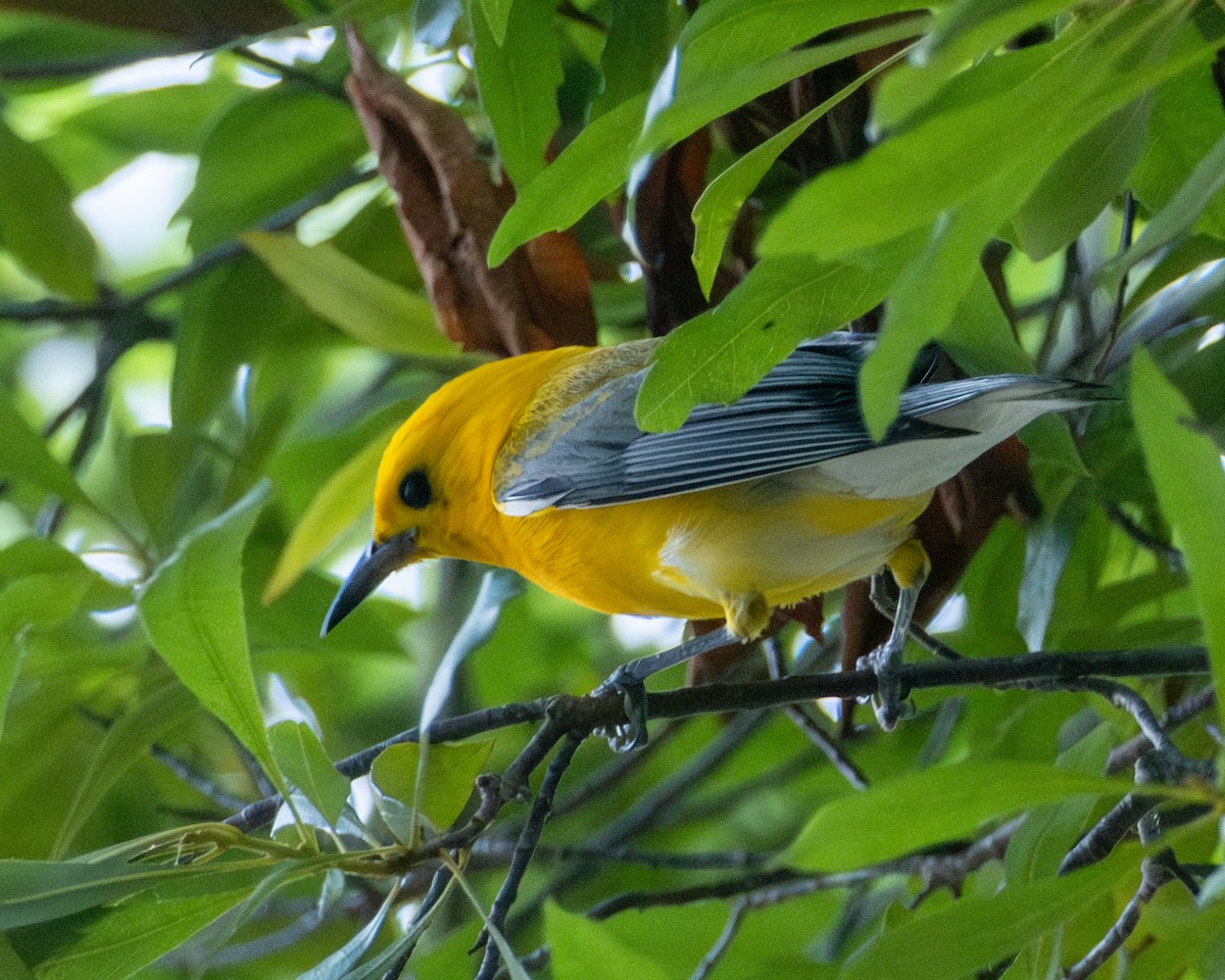 Prothonotary Warbler - ML621063166